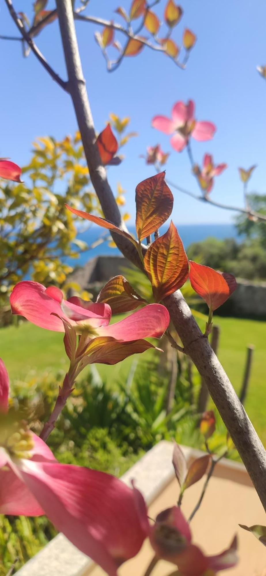 Il Giardino Sull'Isola - Appartamento - Берджеджи Екстериор снимка